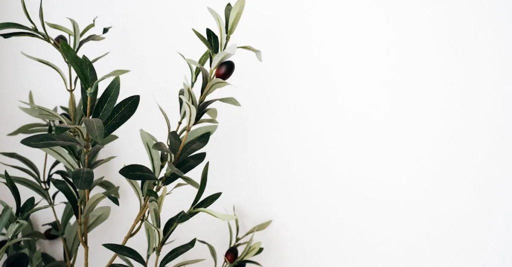 découvrez les bienfaits de la feuille d'olivier, reconnue pour ses propriétés antioxydantes et son soutien au système immunitaire.