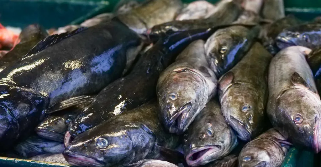 découvrez notre recette savoureuse de cabillaud cuit au four, simple et rapide à préparer pour un repas sain et délicieux.