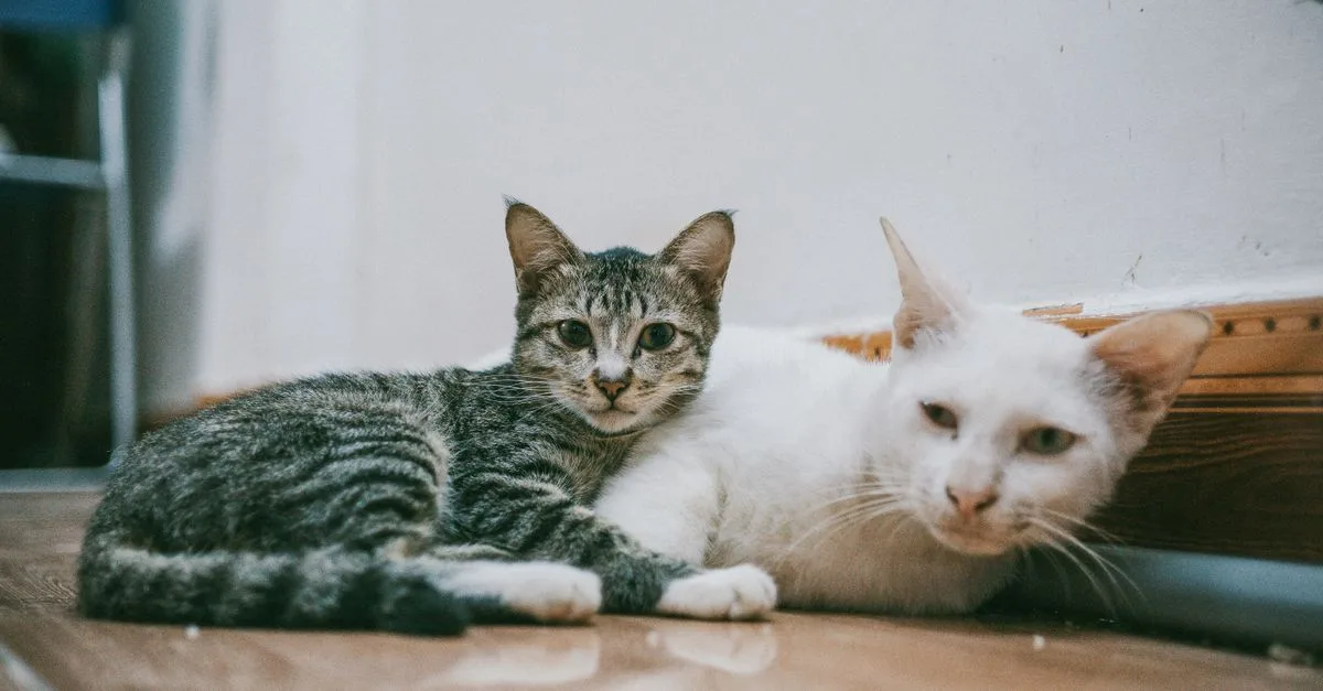découvrez nos conseils pratiques pour une cohabitation harmonieuse entre chats. apprenez à gérer l'introduction, prévenir les conflits et créer un environnement paisible pour vos félins.