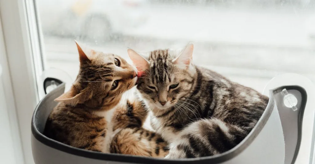 conseils pratiques pour une cohabitation harmonieuse avec votre chat : astuces pour un environnement paisible et respectueux des besoins de votre animal.