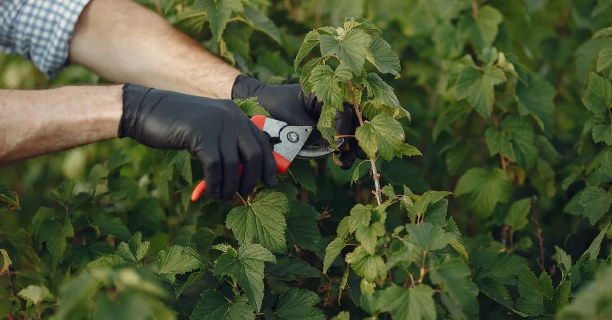 guide complet de taille des plantes pour favoriser leur croissance et leur santé tout au long de l'année.